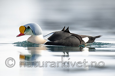 BB 12 0488 / Somateria spectabilis / Praktærfugl